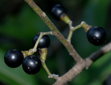 Litsea glutinosa