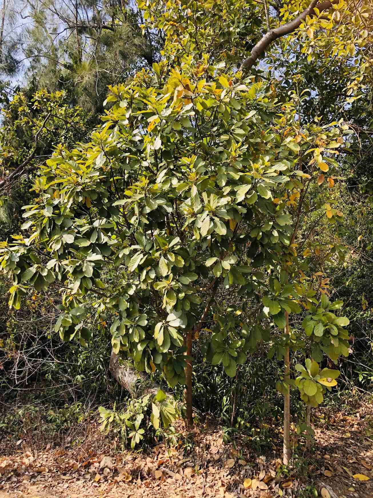 Litsea glutinosa
