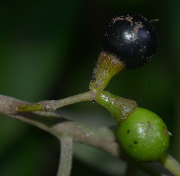 Litsea glutinosa