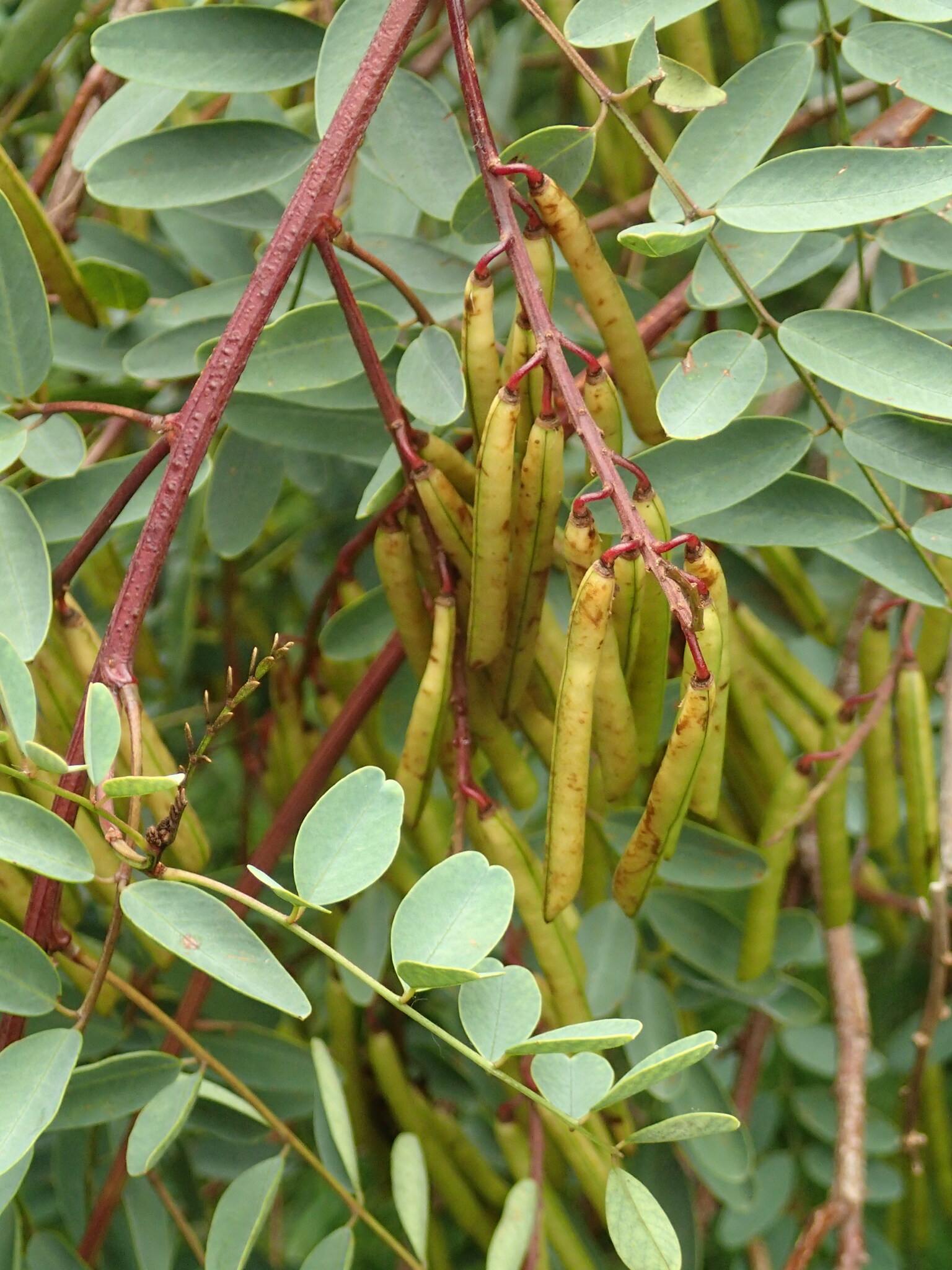 Indigofera australis