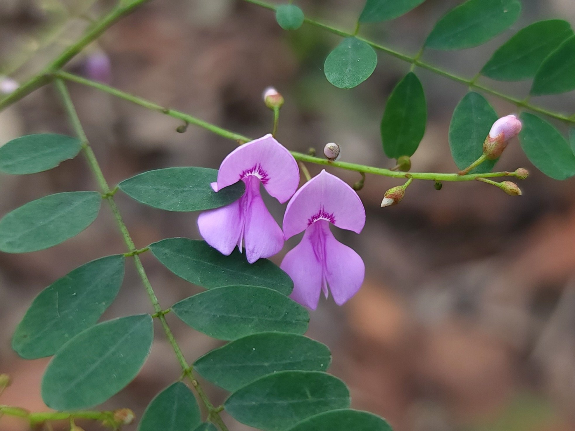 Indigofera australis