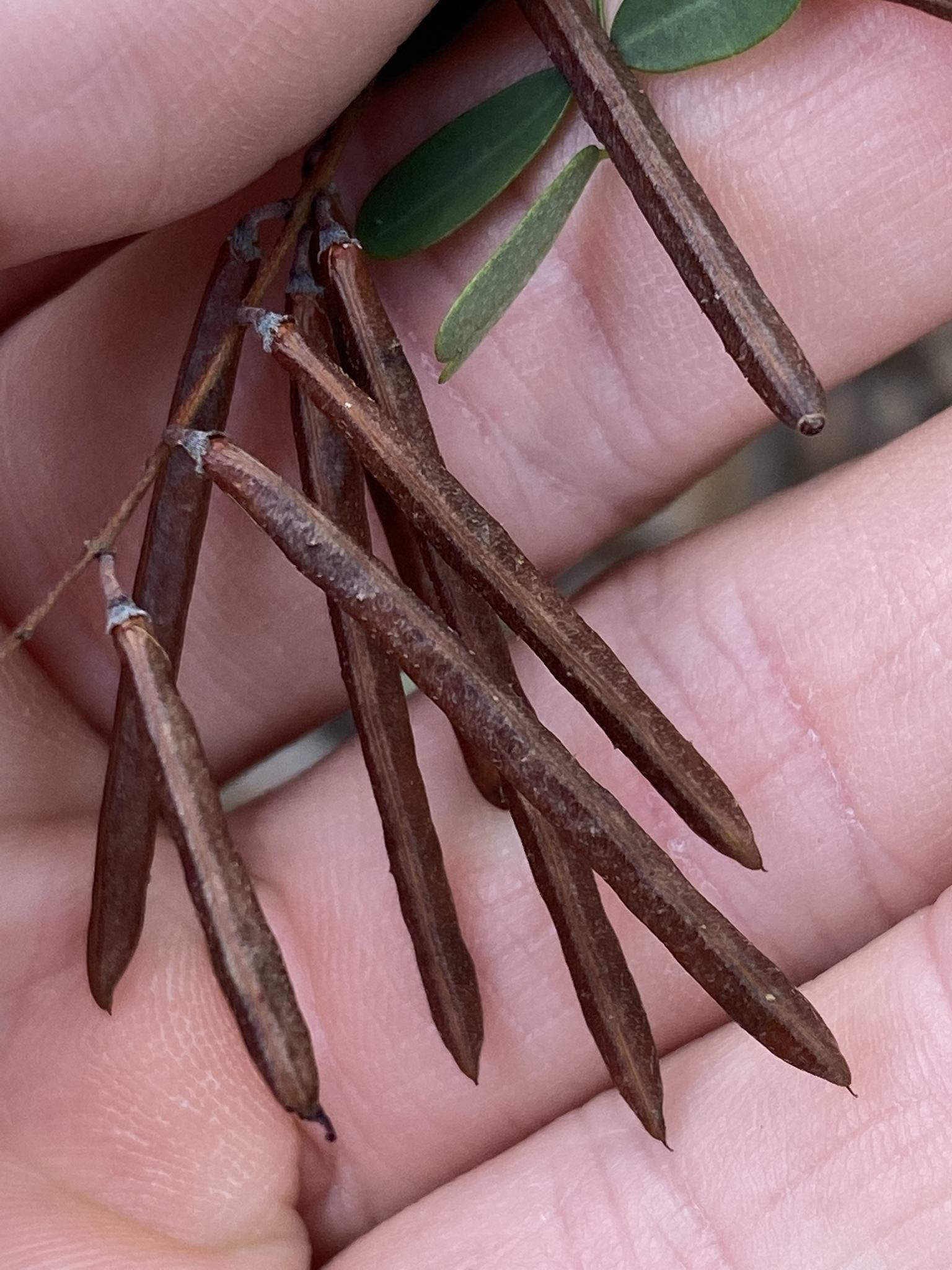 Indigofera australis