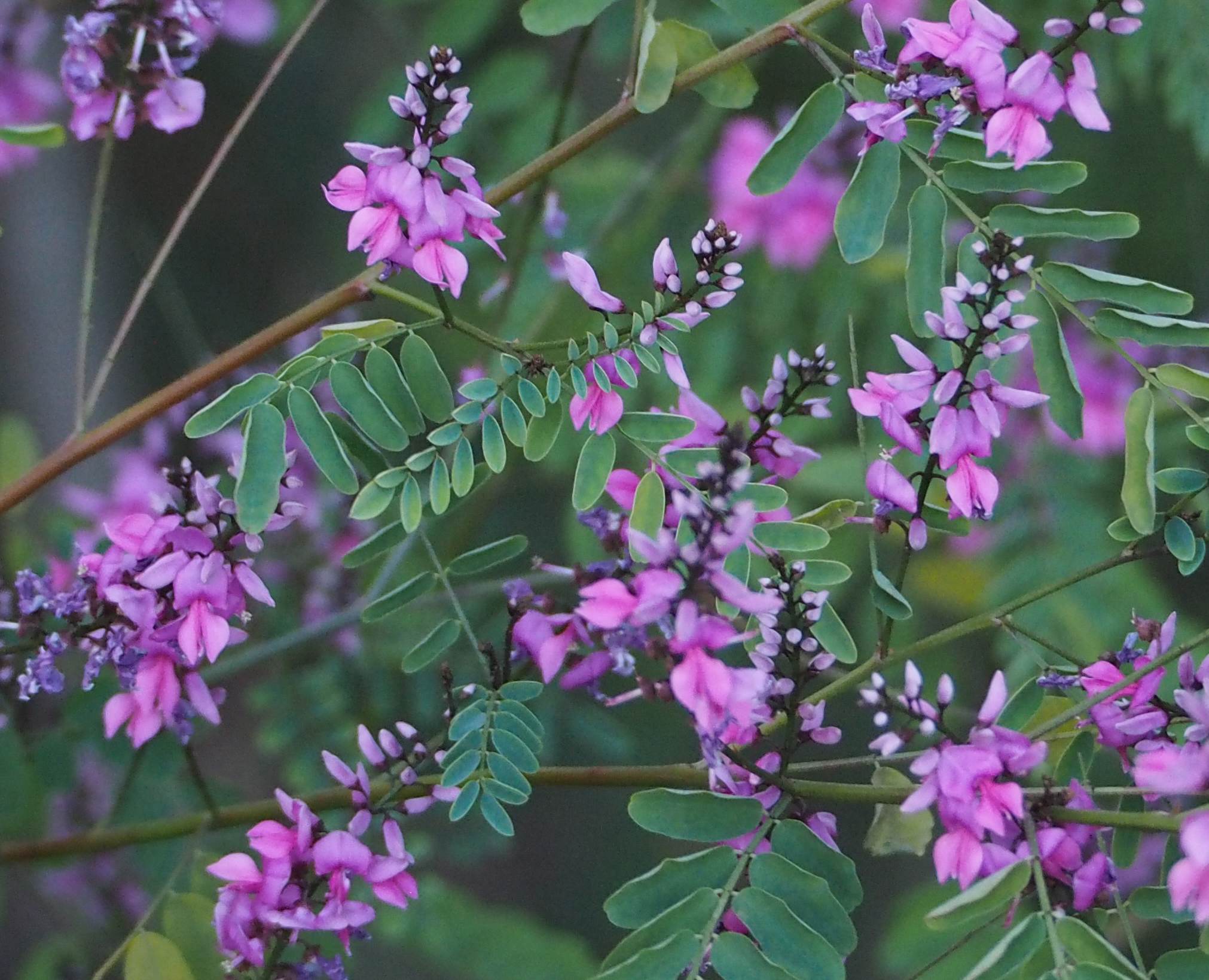 Indigofera australis