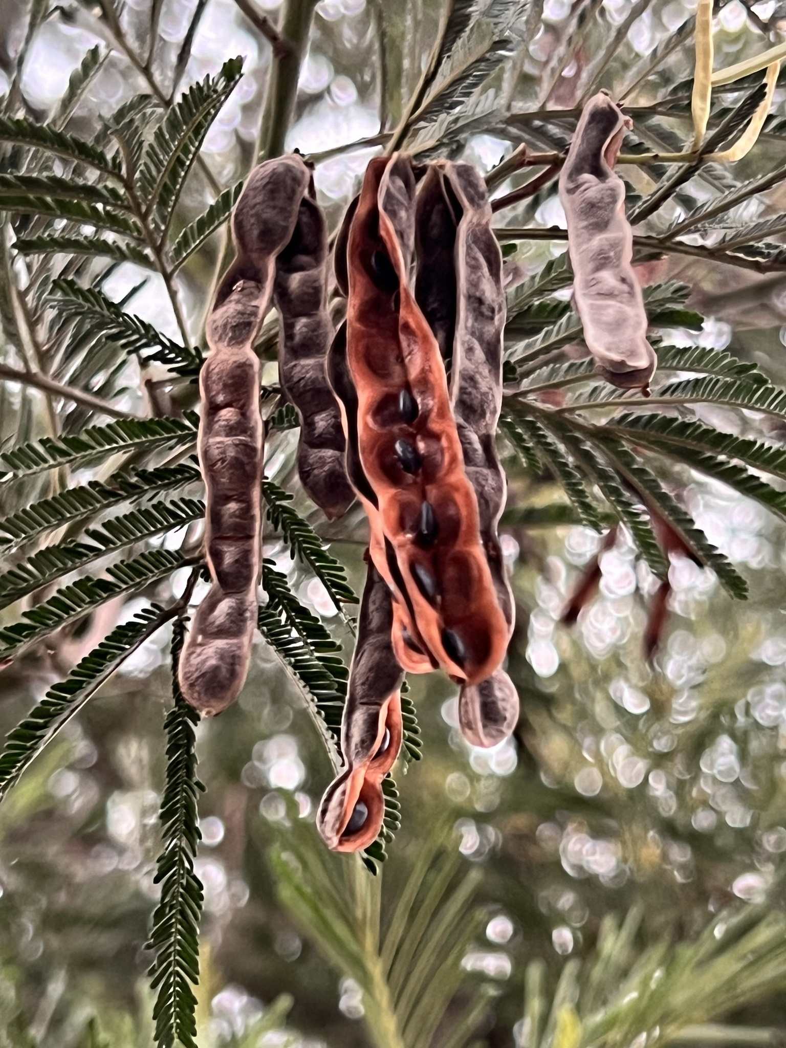 Acacia mearnsii