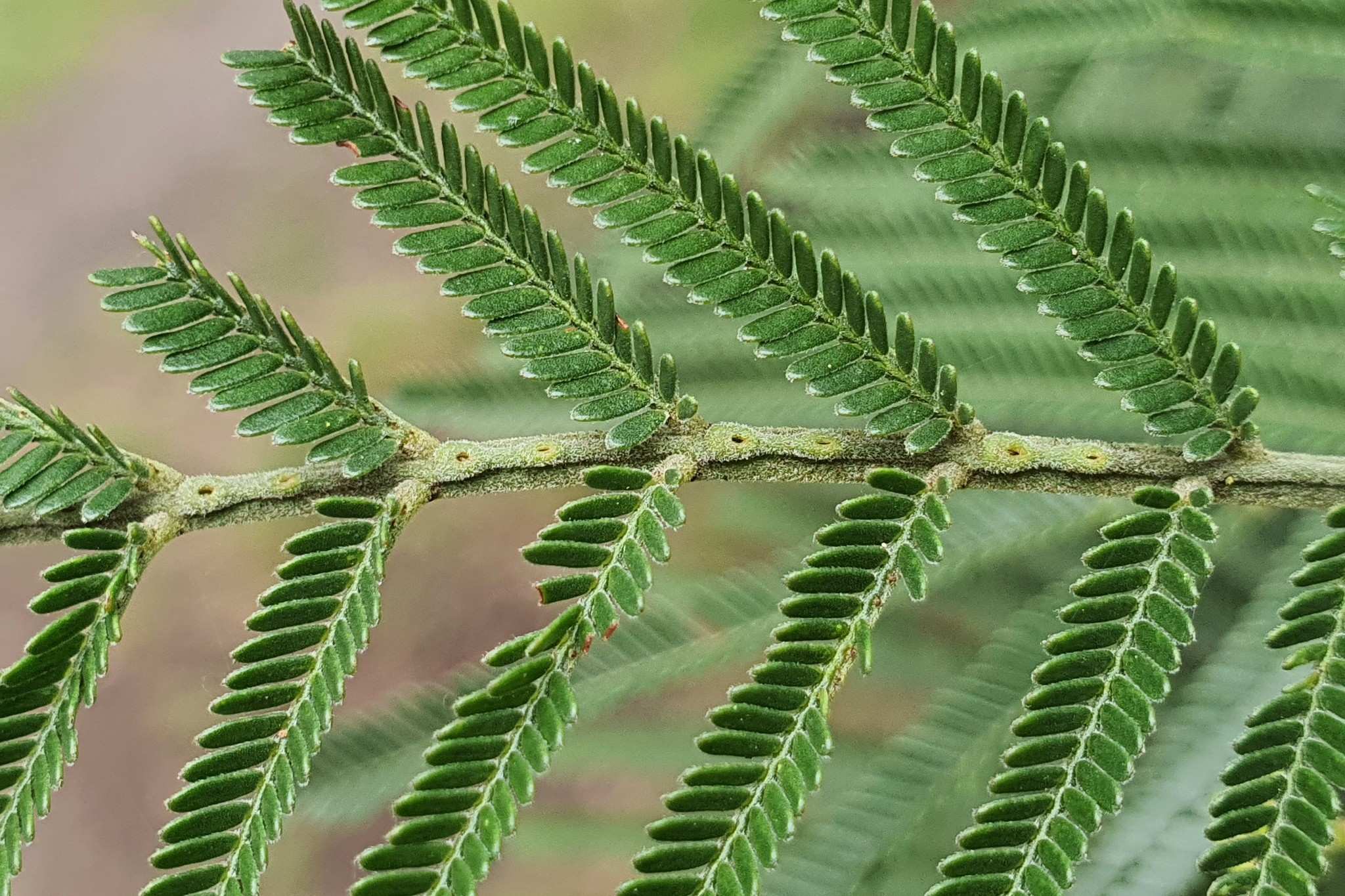 Acacia mearnsii
