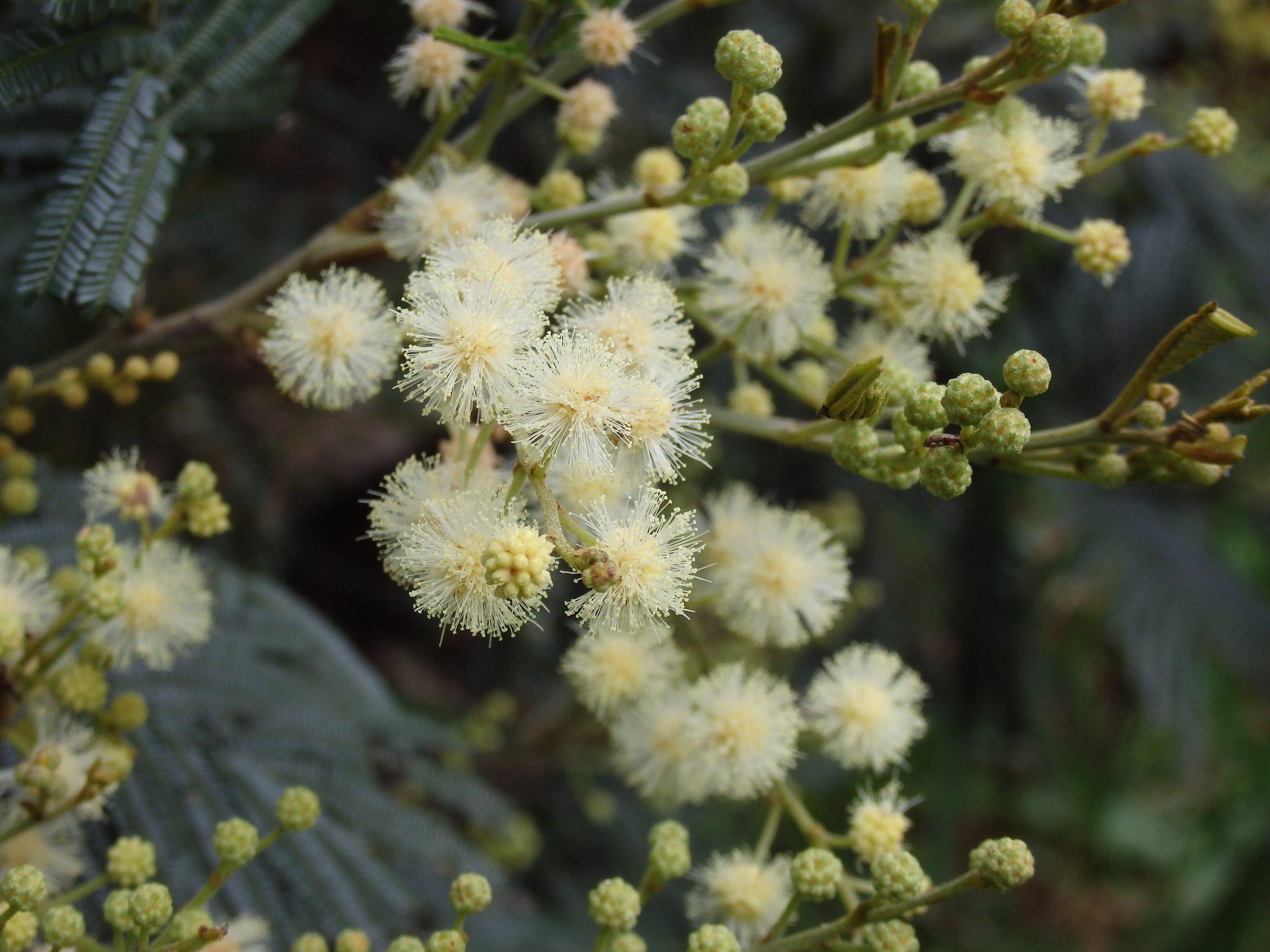 Acacia mearnsii