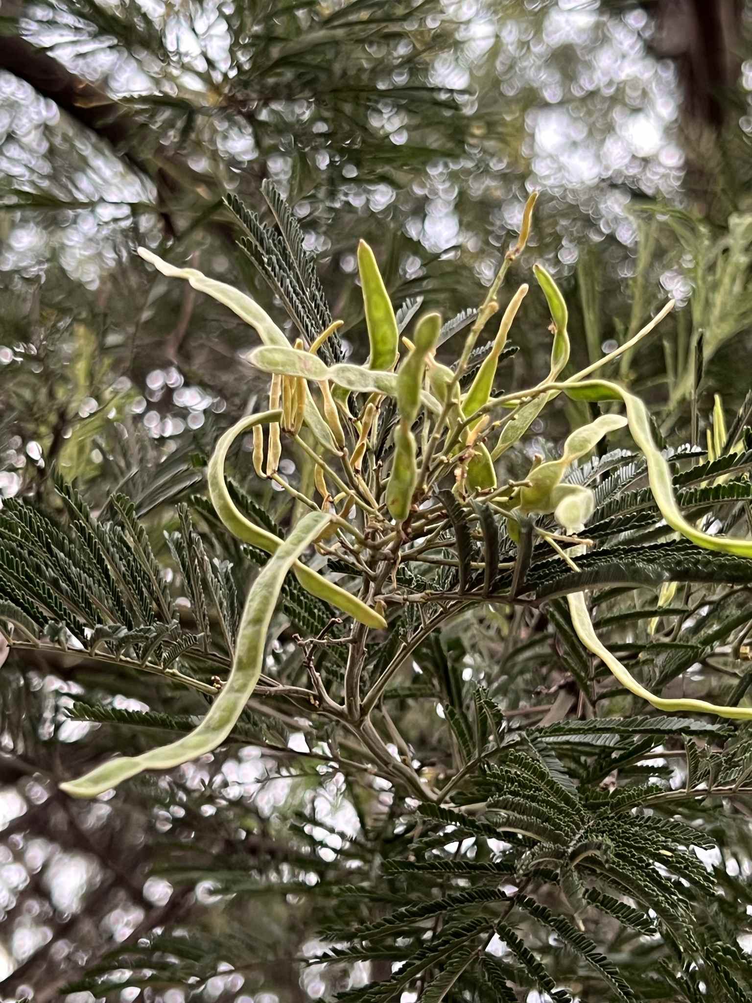 Acacia mearnsii