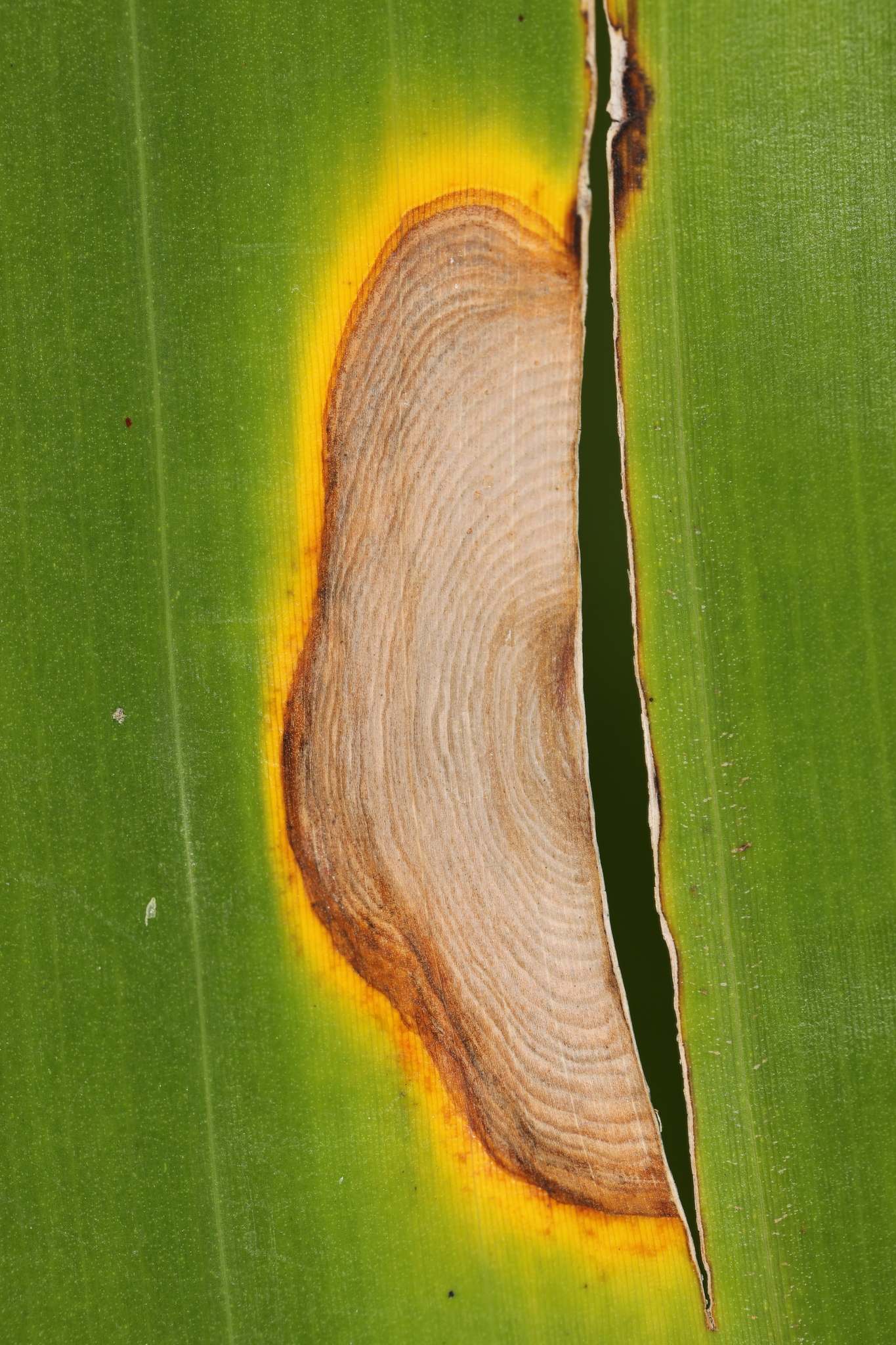 Neocordana musae