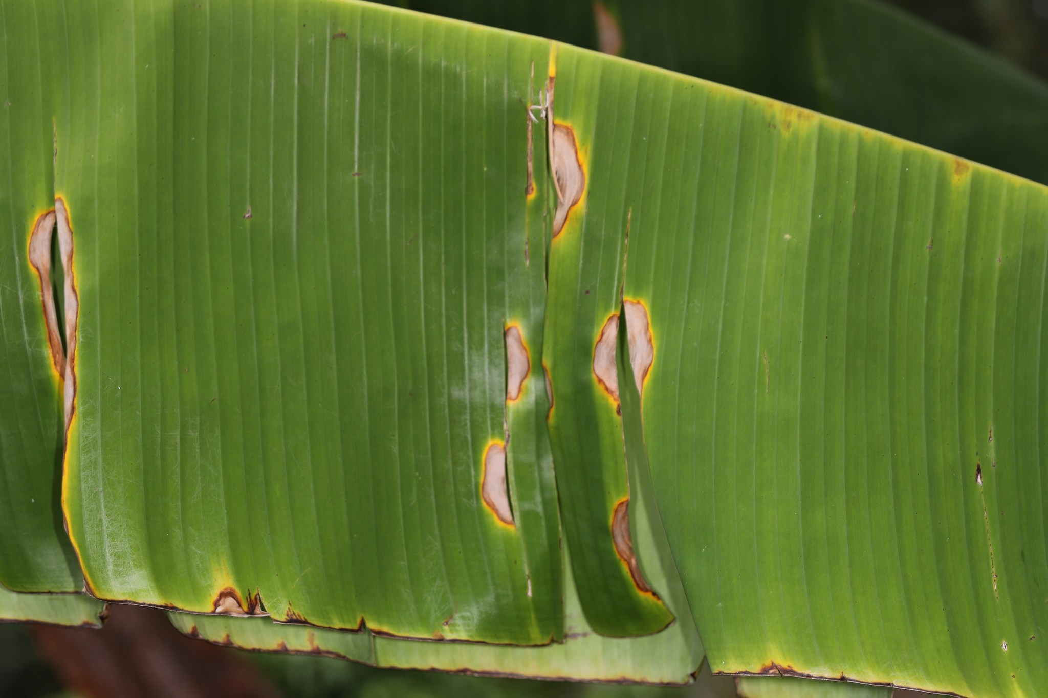 Neocordana musae