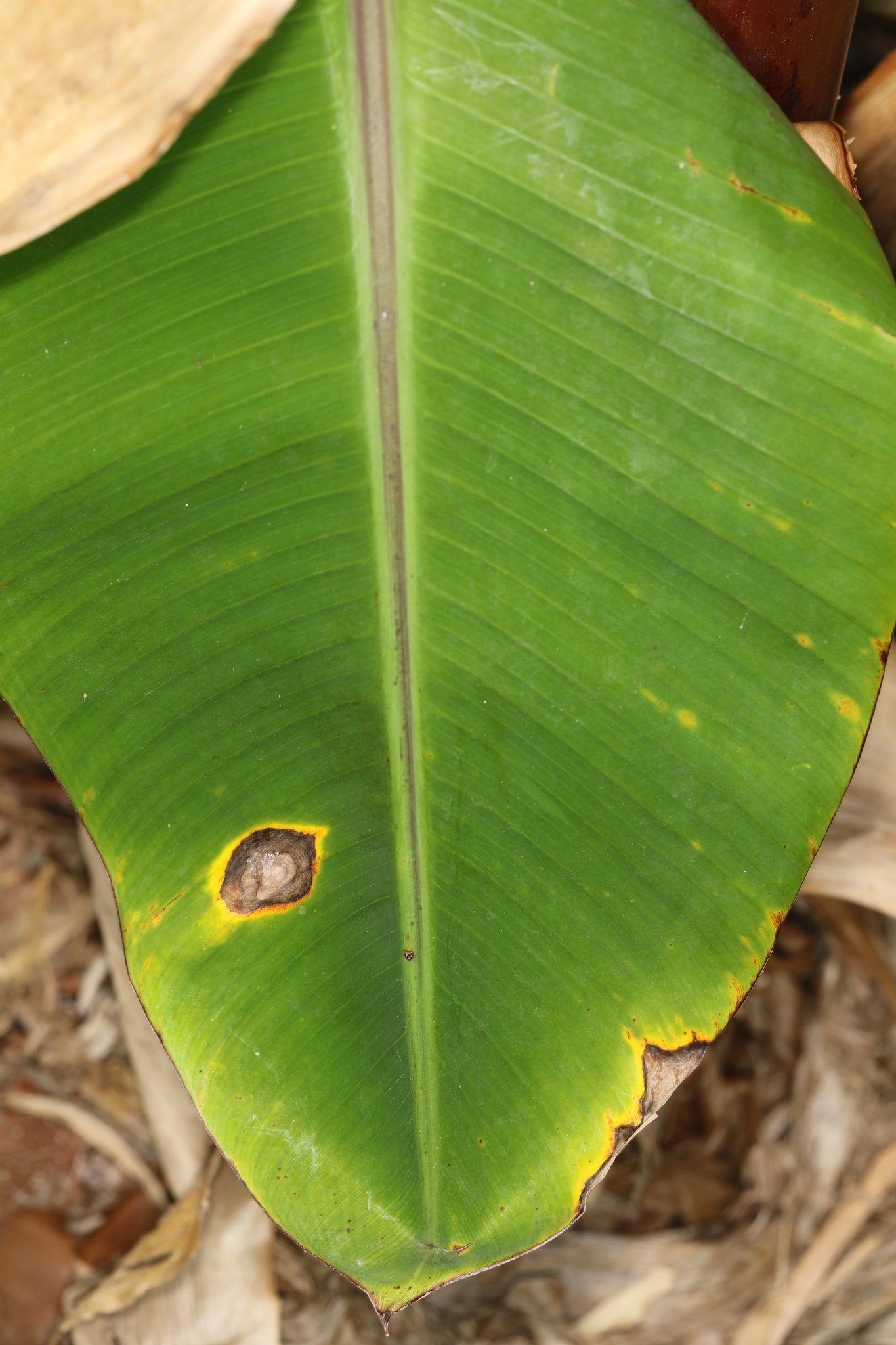 Neocordana musae