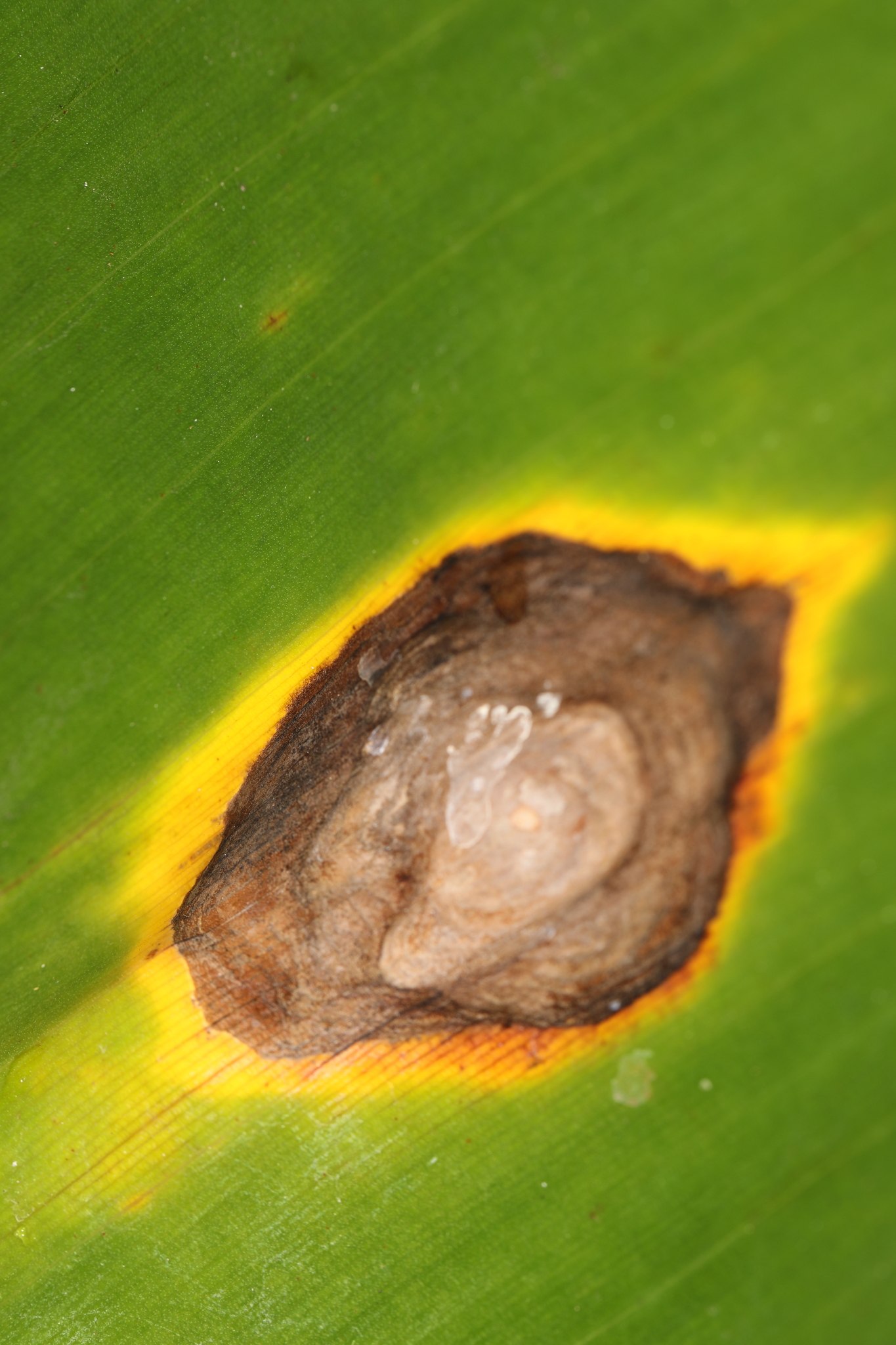 Neocordana musae