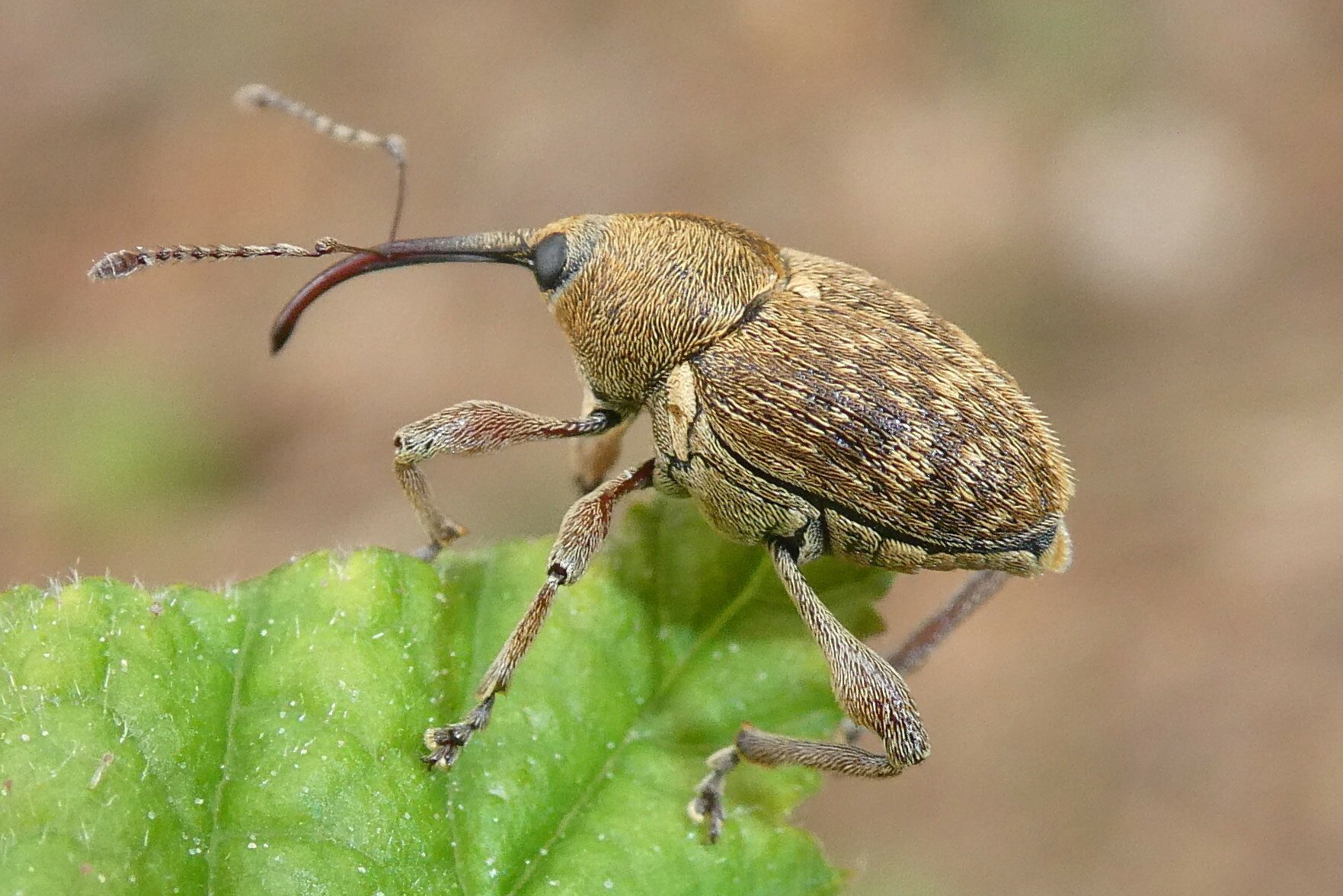 Curculio nucum
