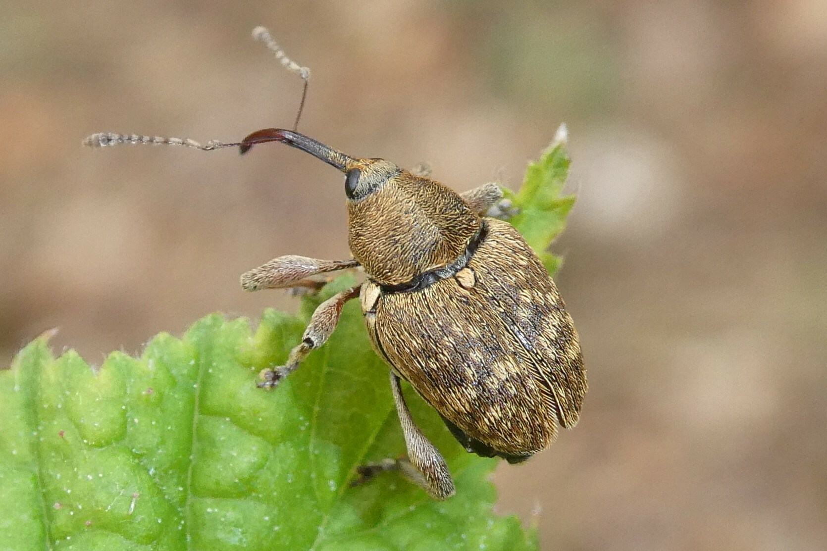 Curculio nucum