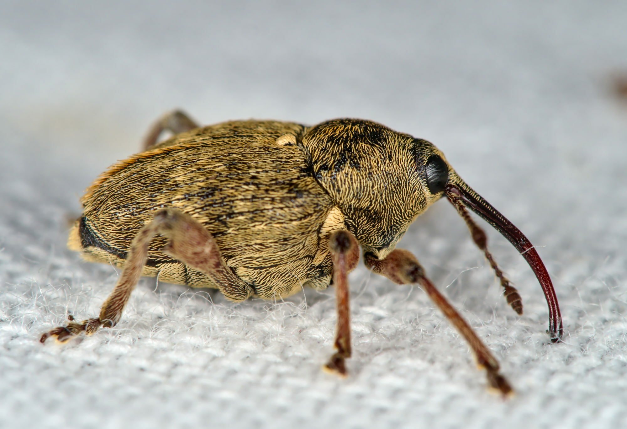 Curculio nucum