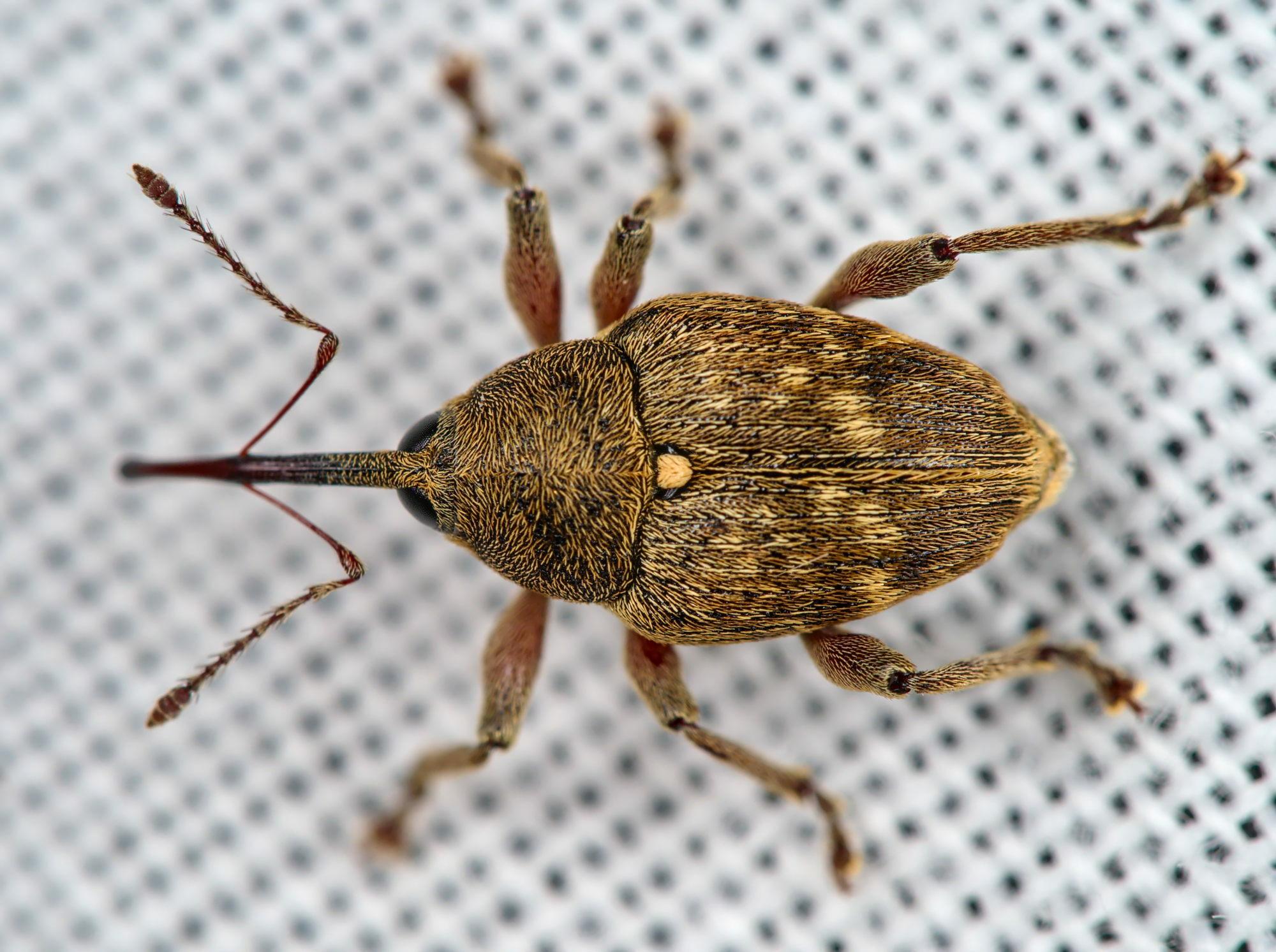 Curculio nucum
