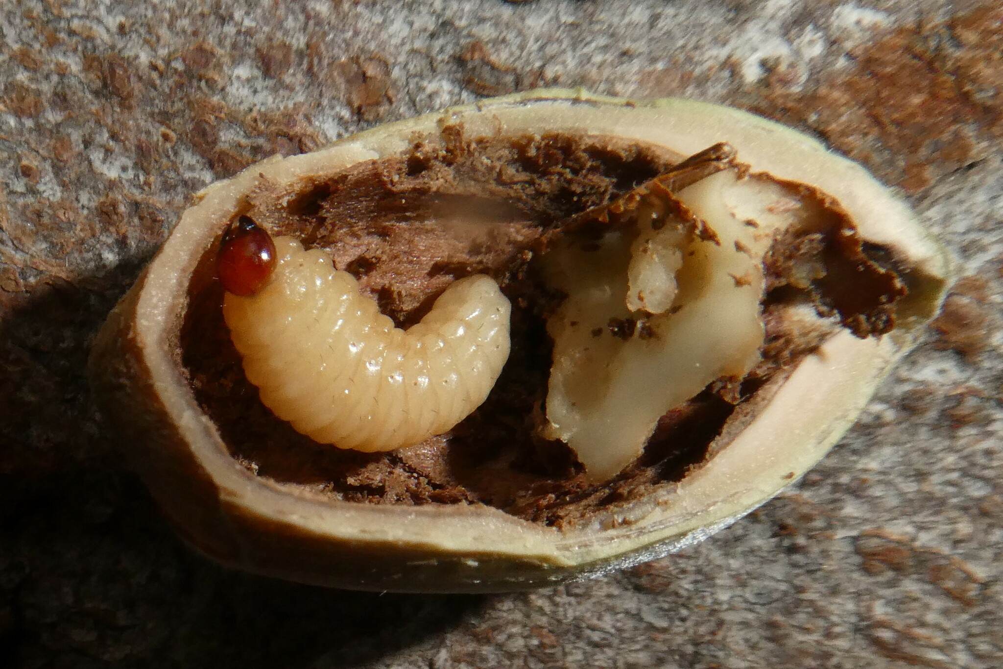 Curculio nucum