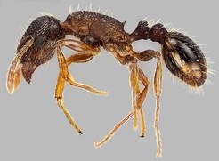 Tetramorium