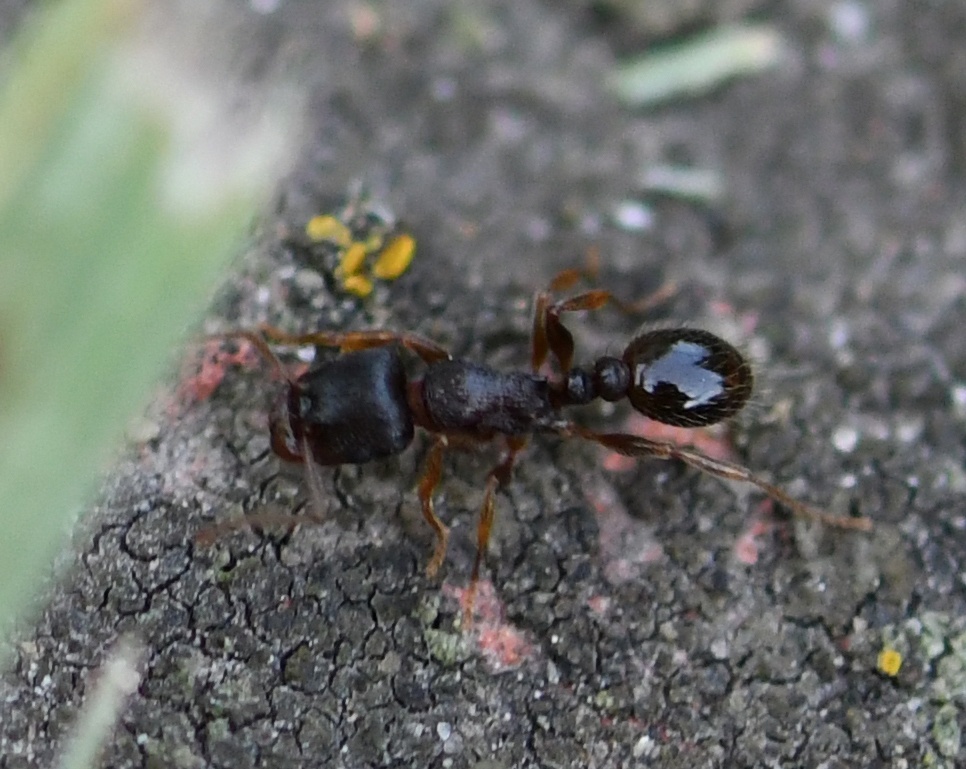 Tetramorium