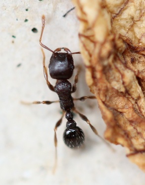 Tetramorium