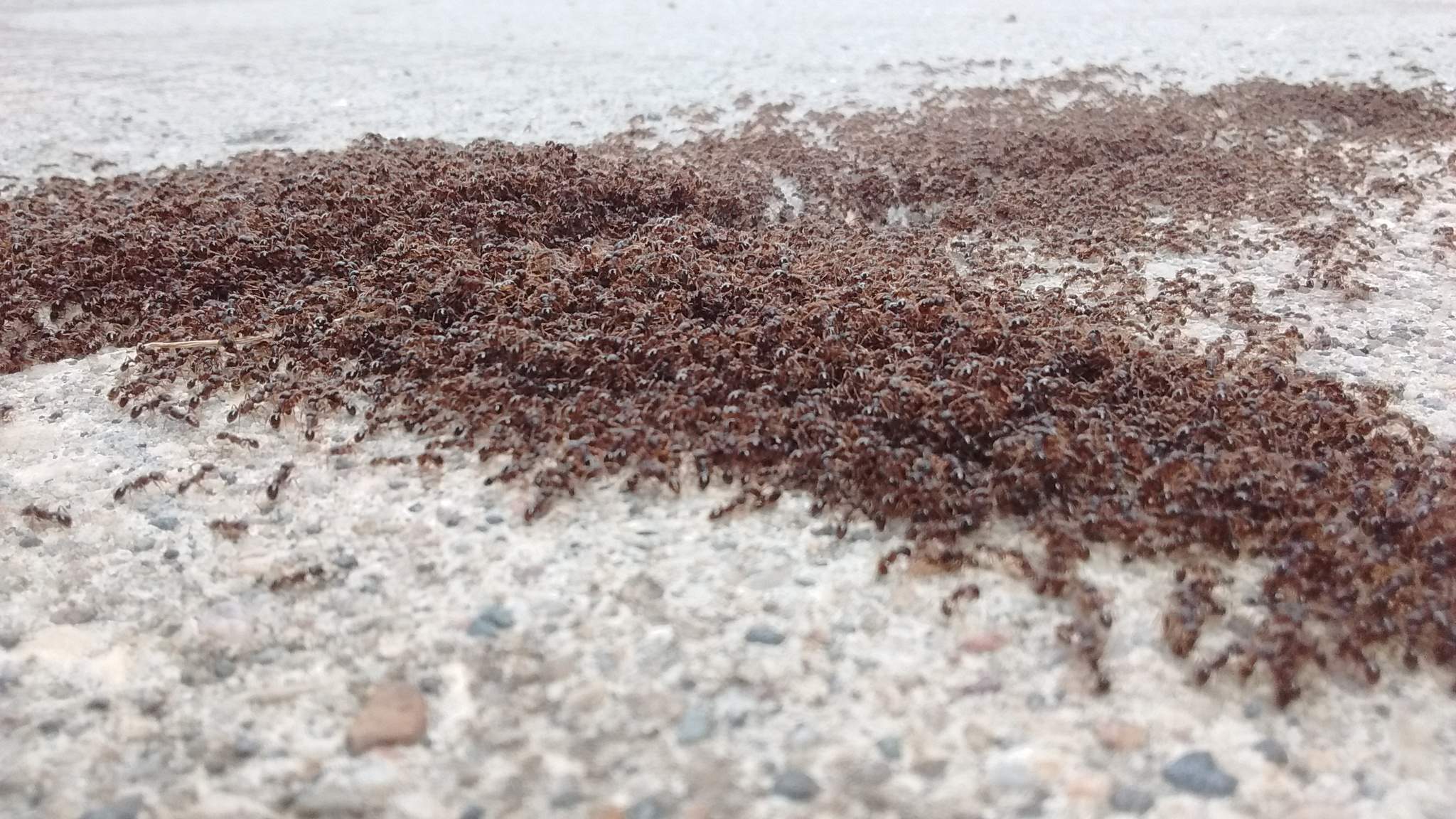 Tetramorium
