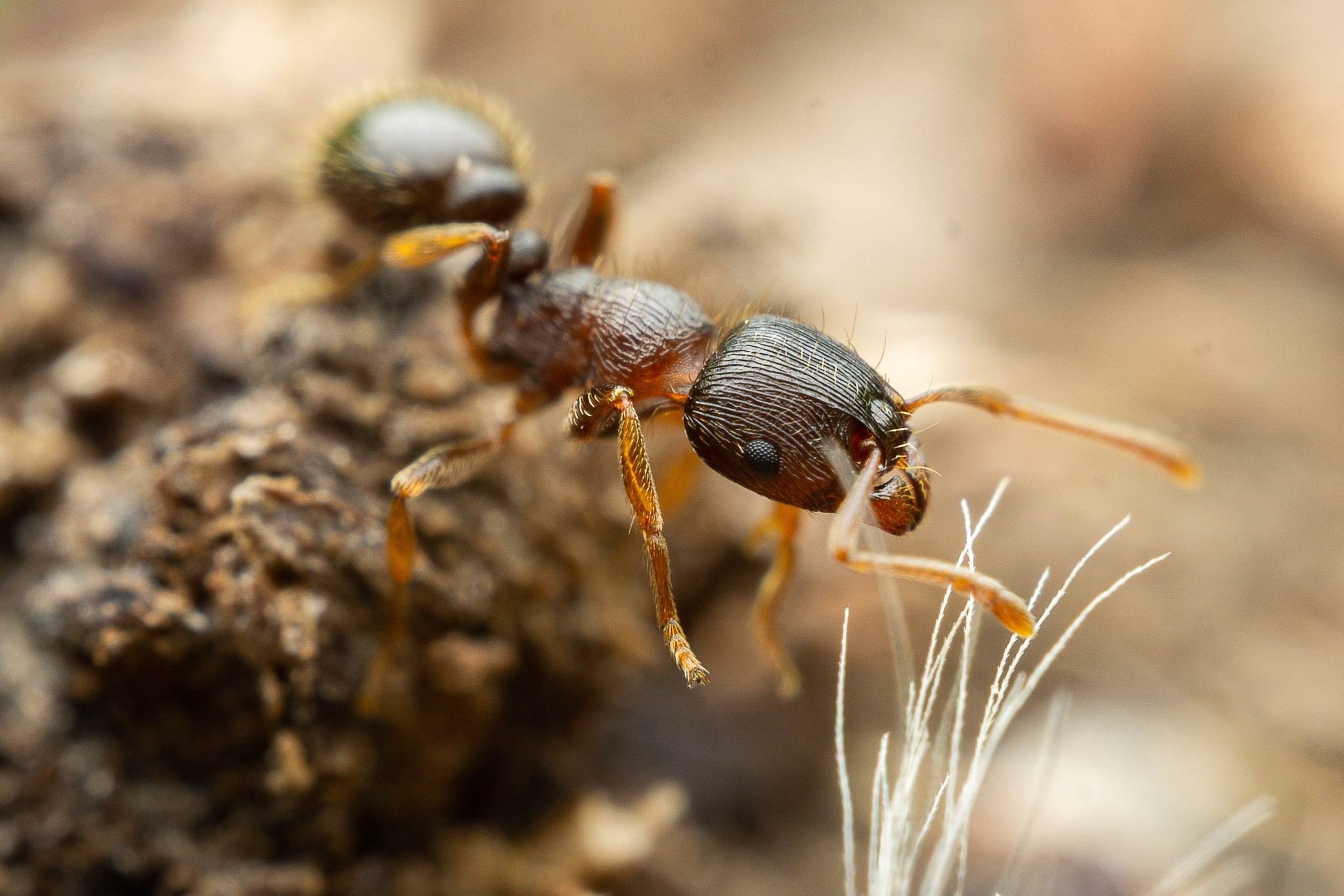 Tetramorium
