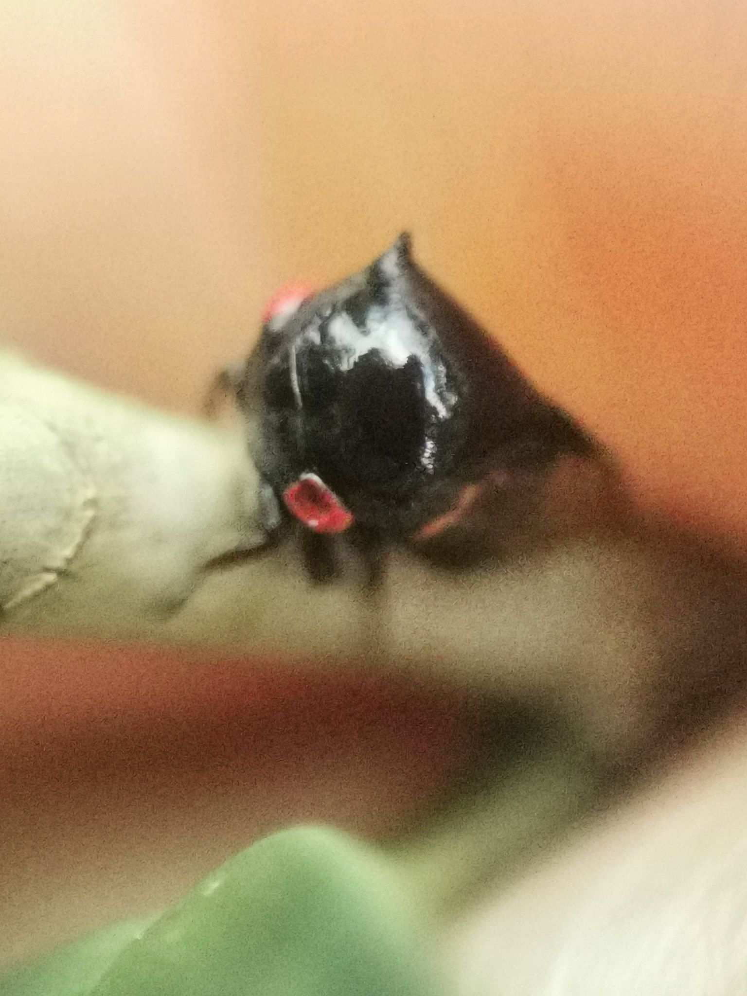 Tricentrus