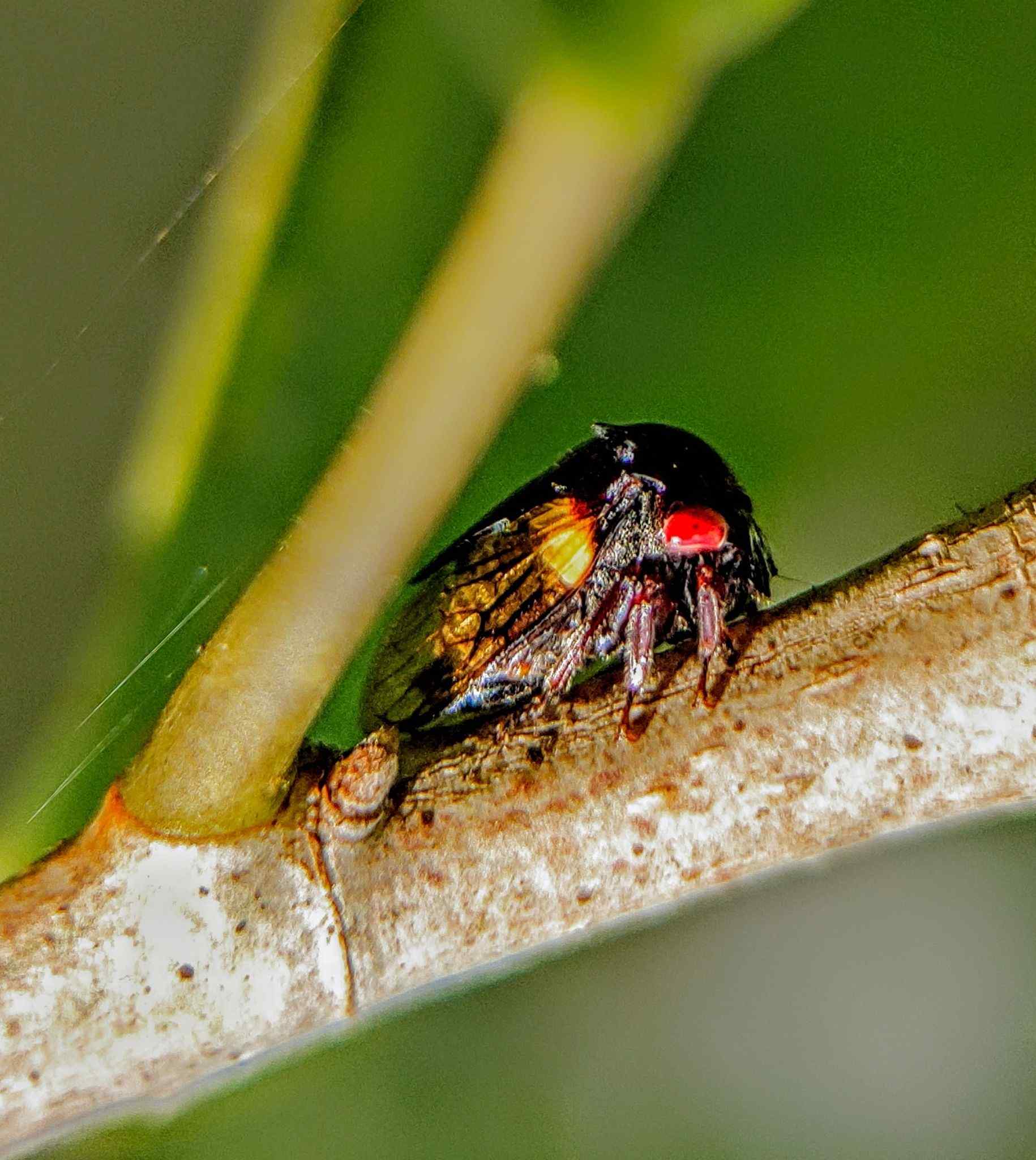 Tricentrus