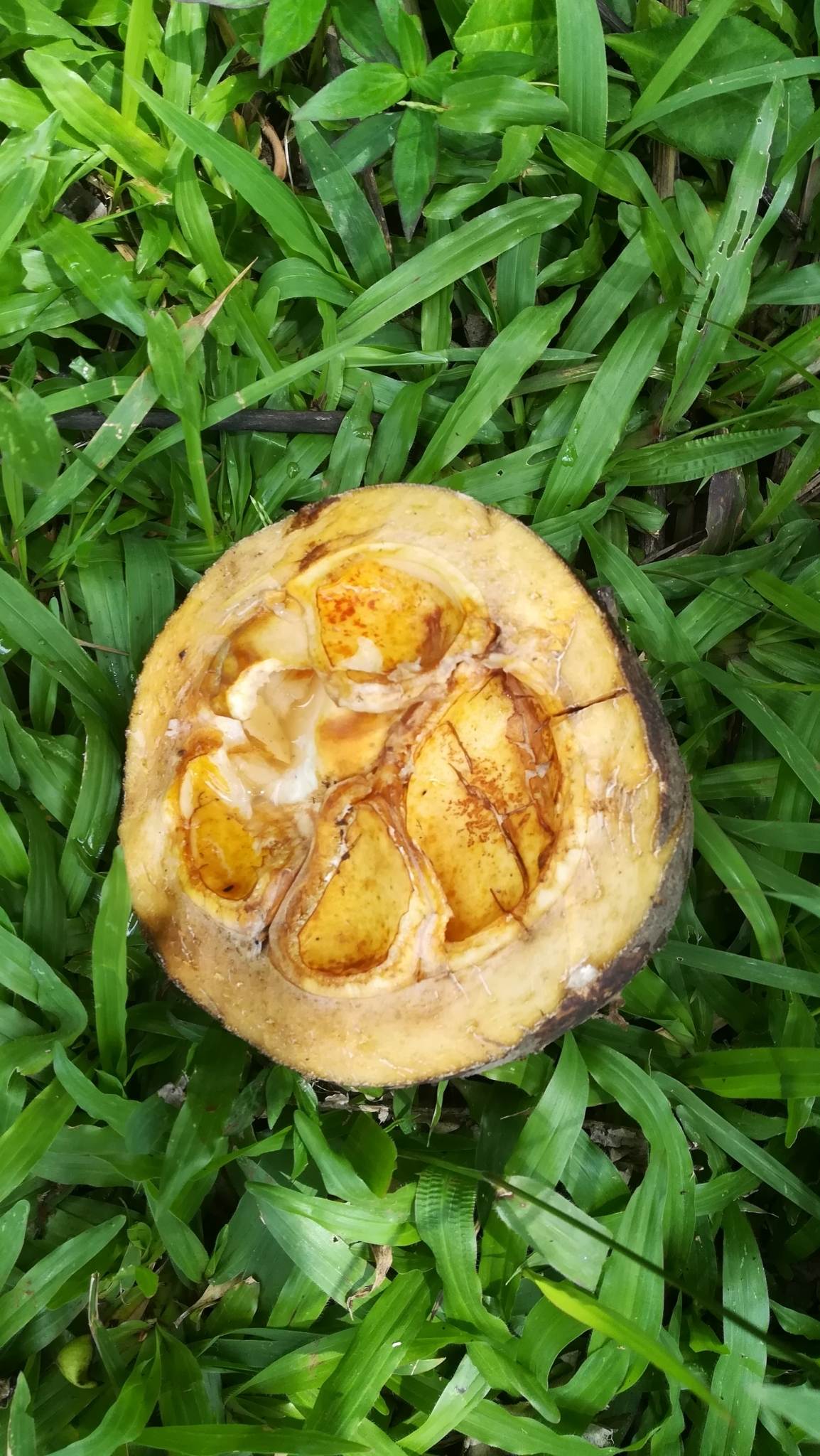 Pangium edule