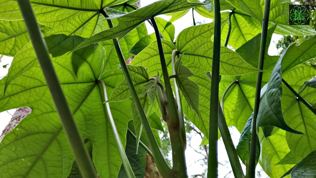 Pangium edule