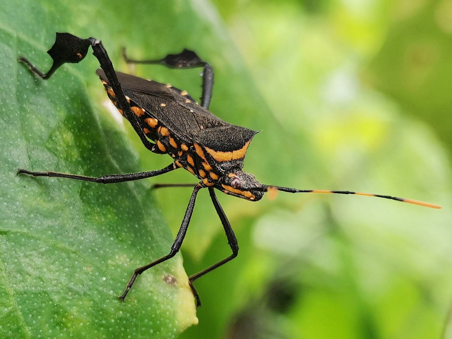 Leptoglossus gonagra