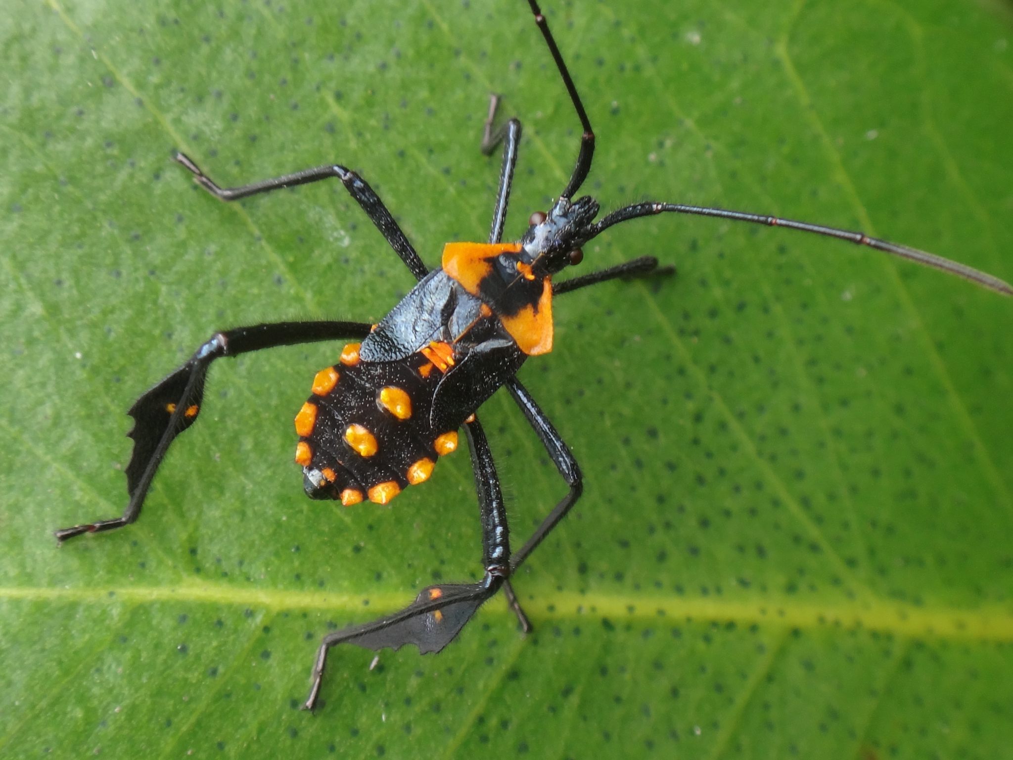 Leptoglossus gonagra