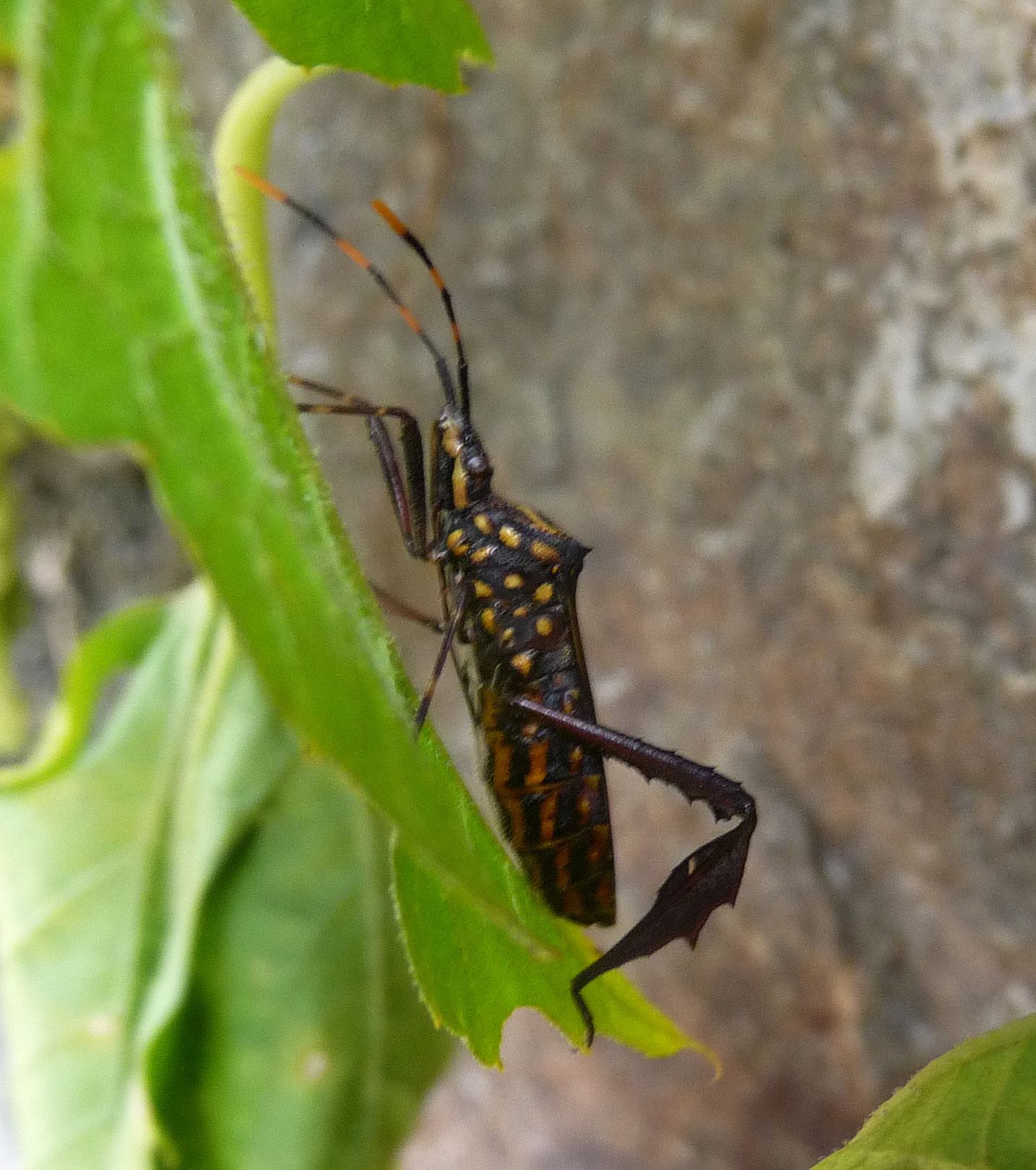 Leptoglossus gonagra
