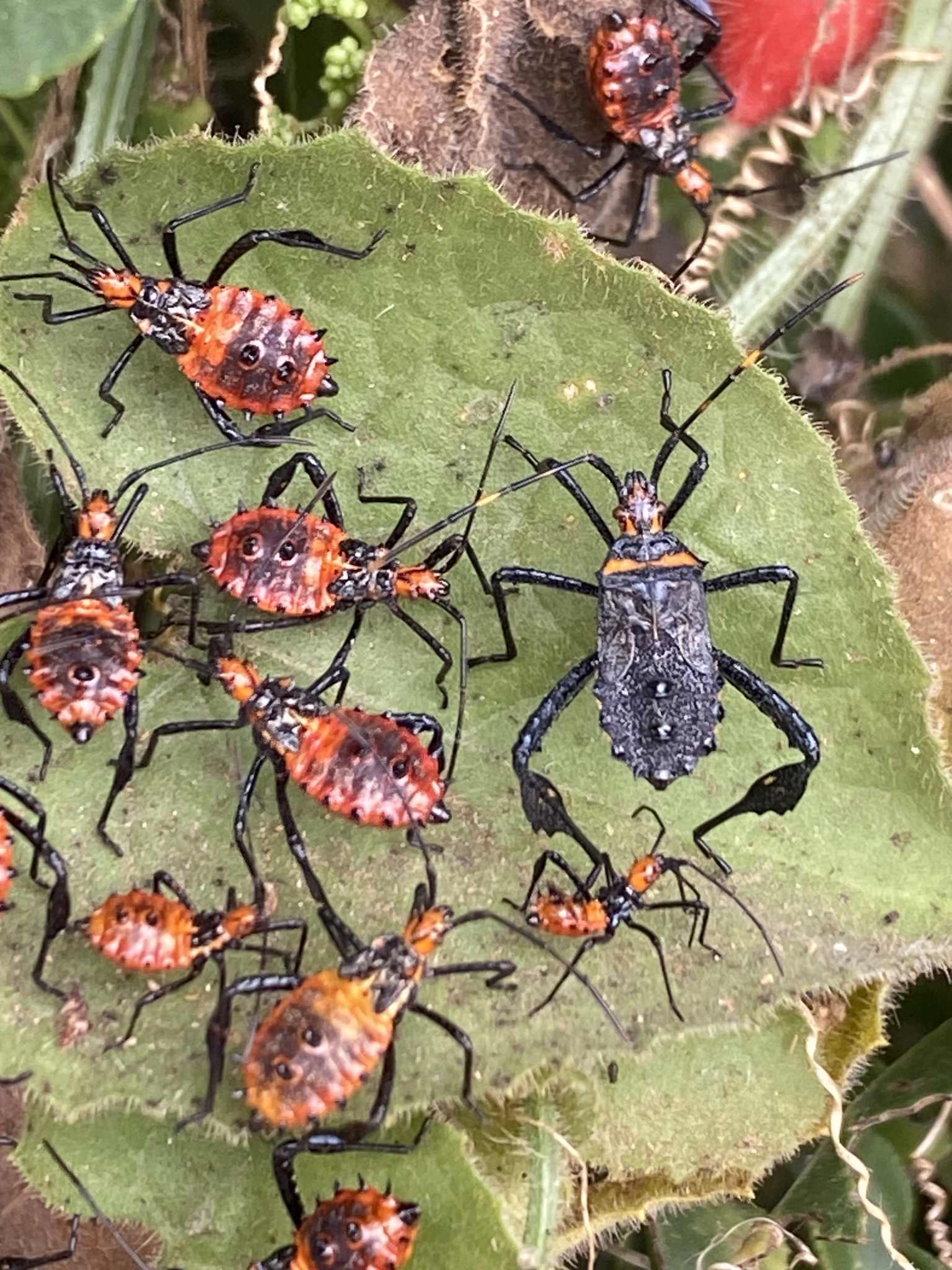 Leptoglossus gonagra