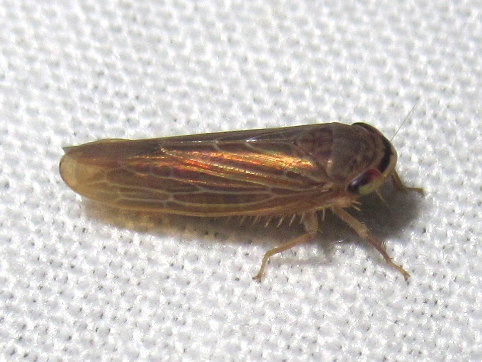 Chlorotettix