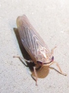 Chlorotettix