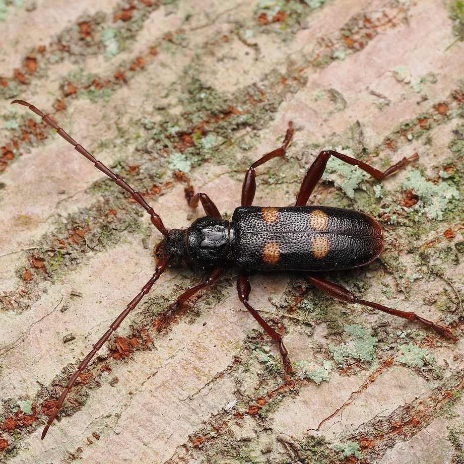 Semanotus japonicus