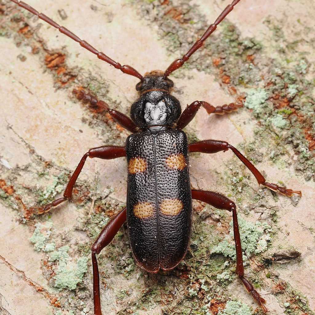 Semanotus japonicus