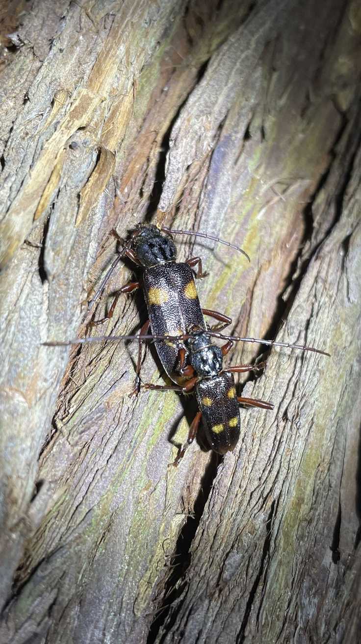 Semanotus japonicus
