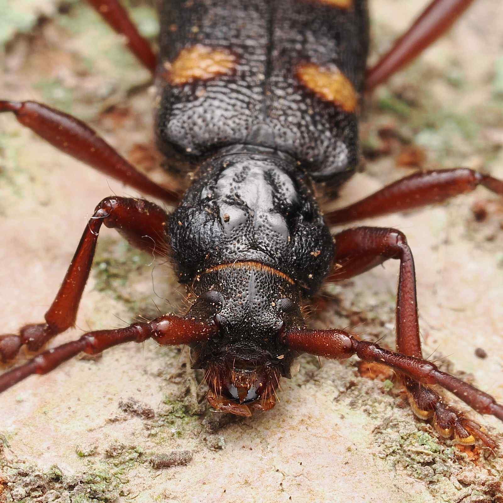 Semanotus japonicus