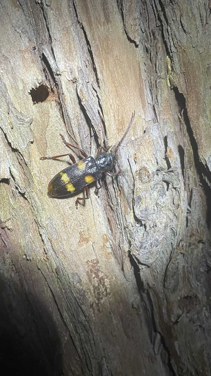 Semanotus japonicus