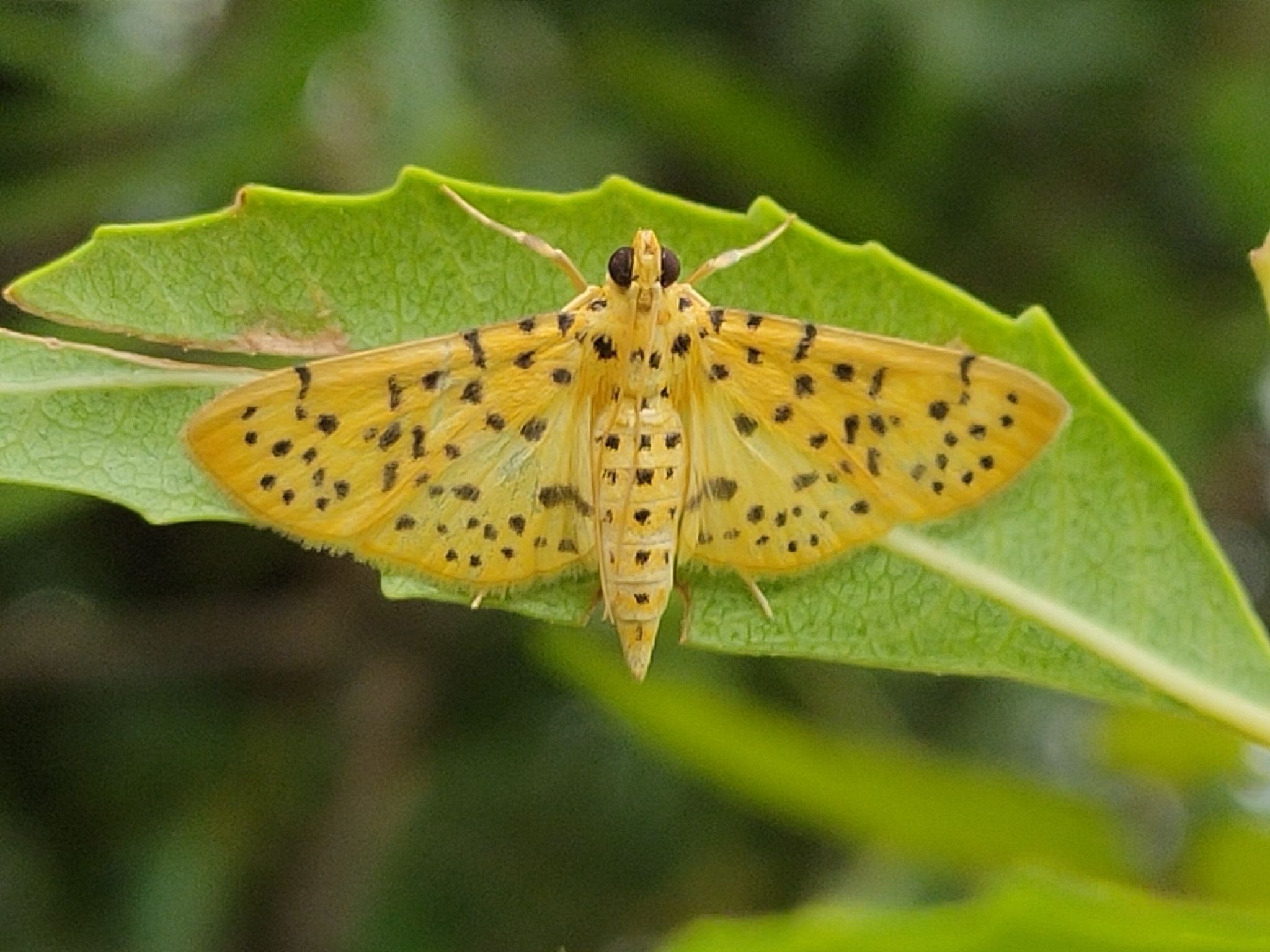 Conogethes punctiferalis