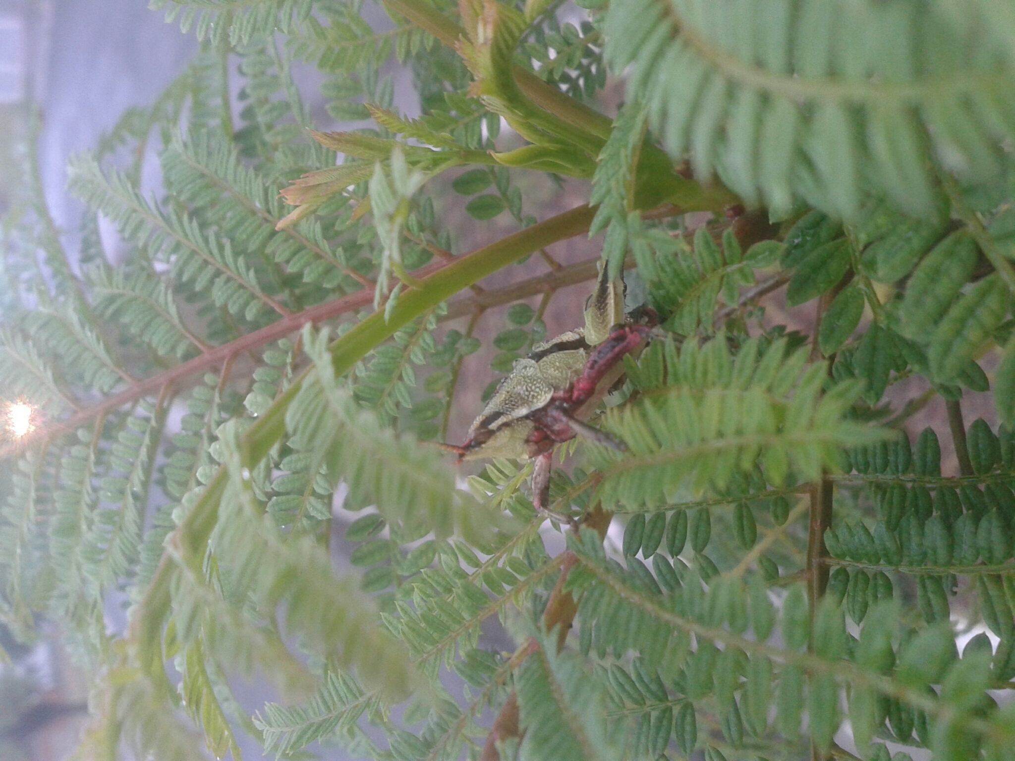 Sphenarium purpurascens