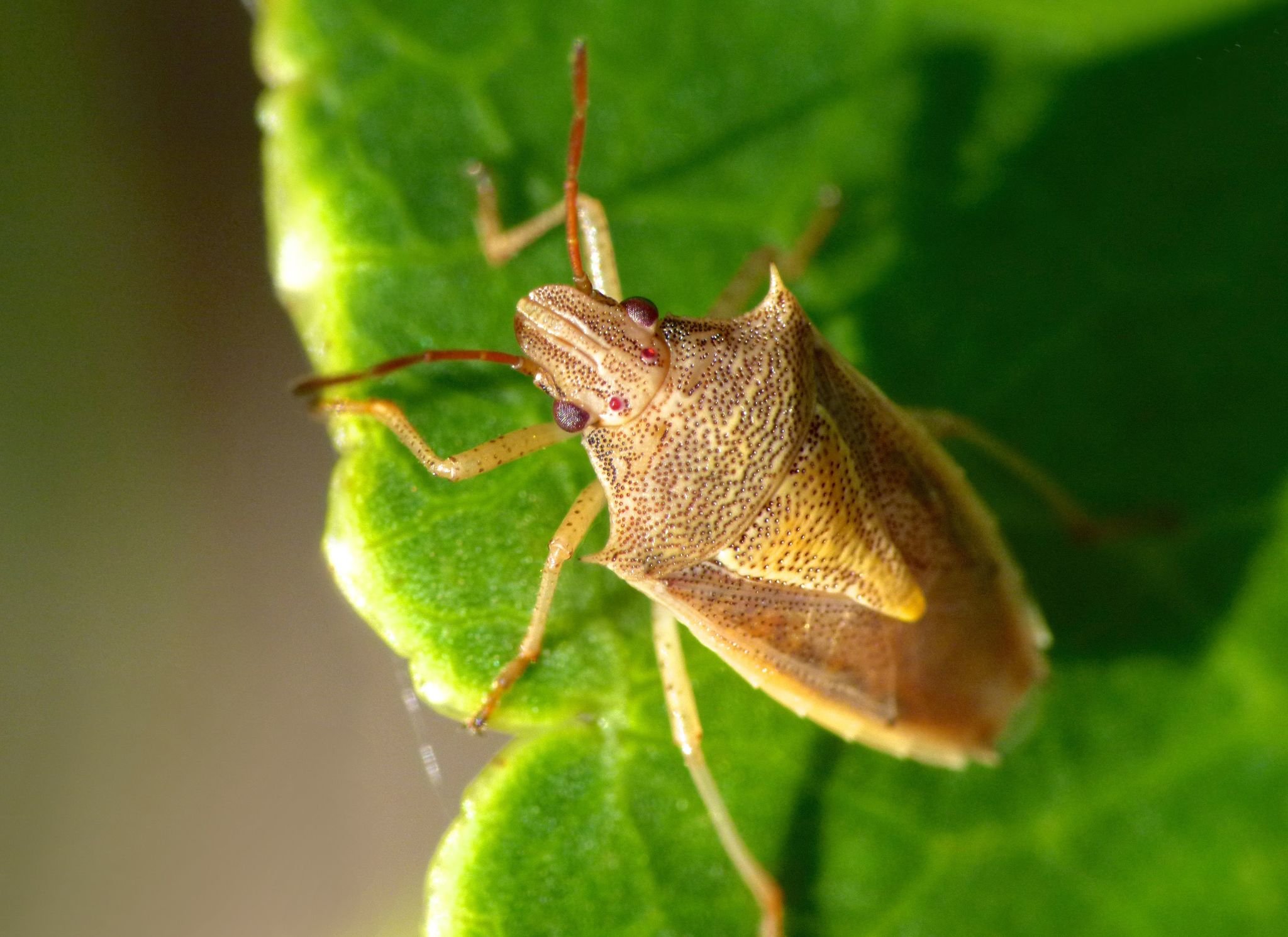 Oebalus pugnax