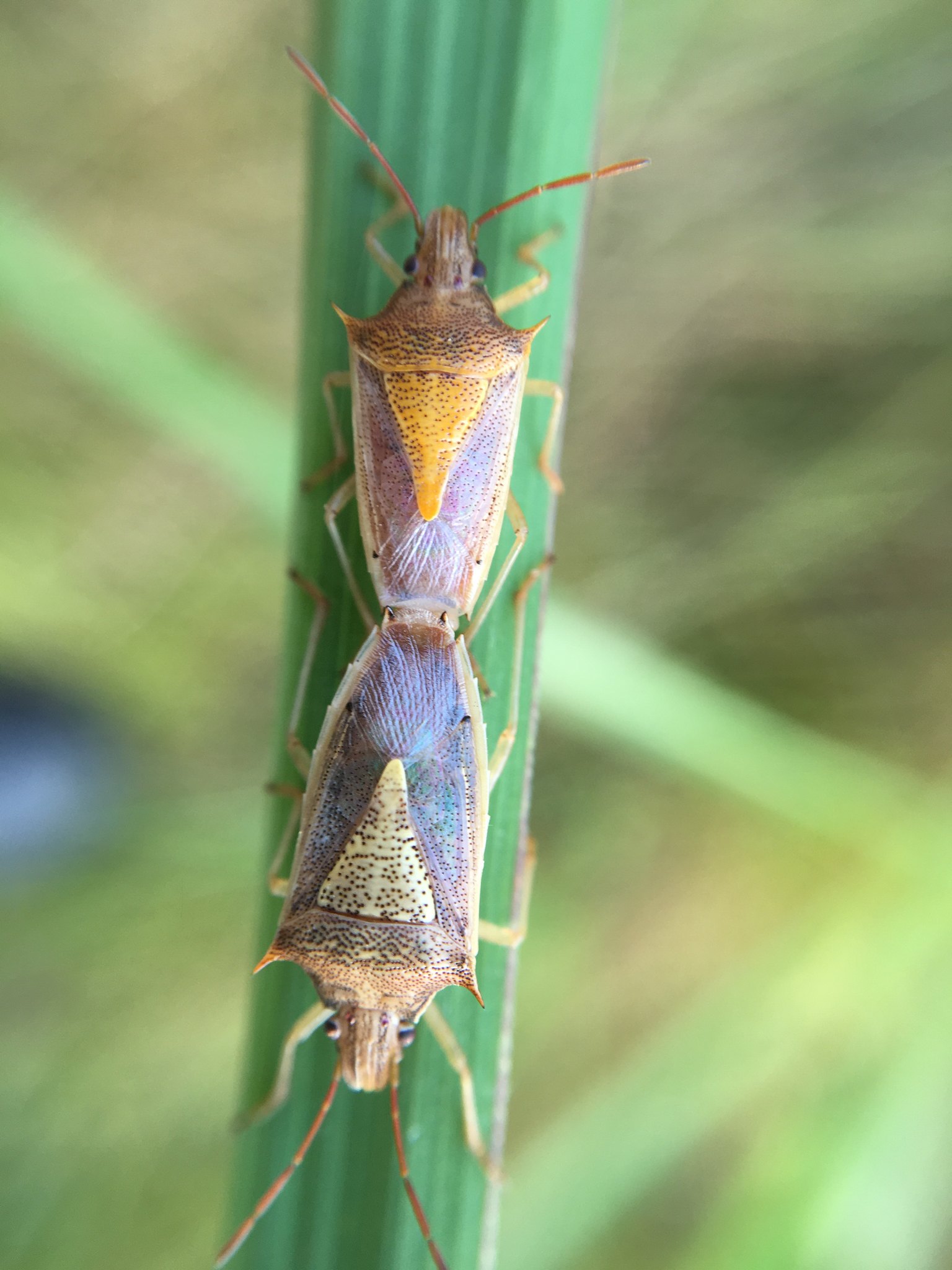 Oebalus pugnax
