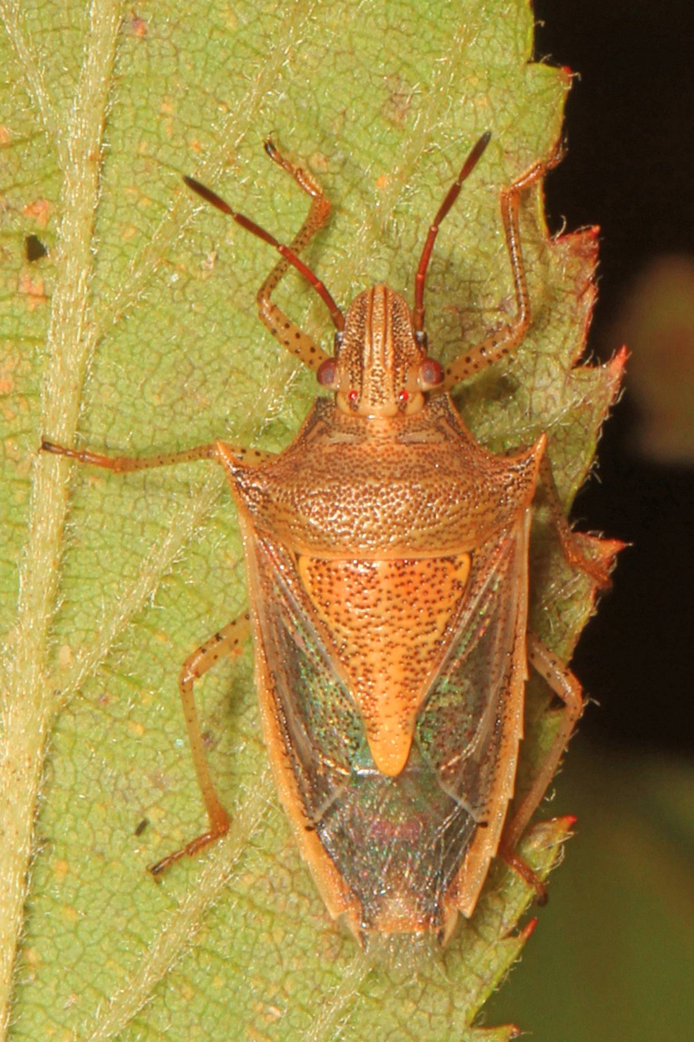 Oebalus pugnax