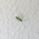 Cyrtorhinus