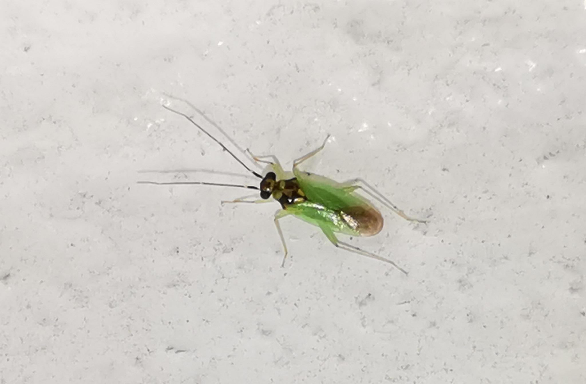 Cyrtorhinus
