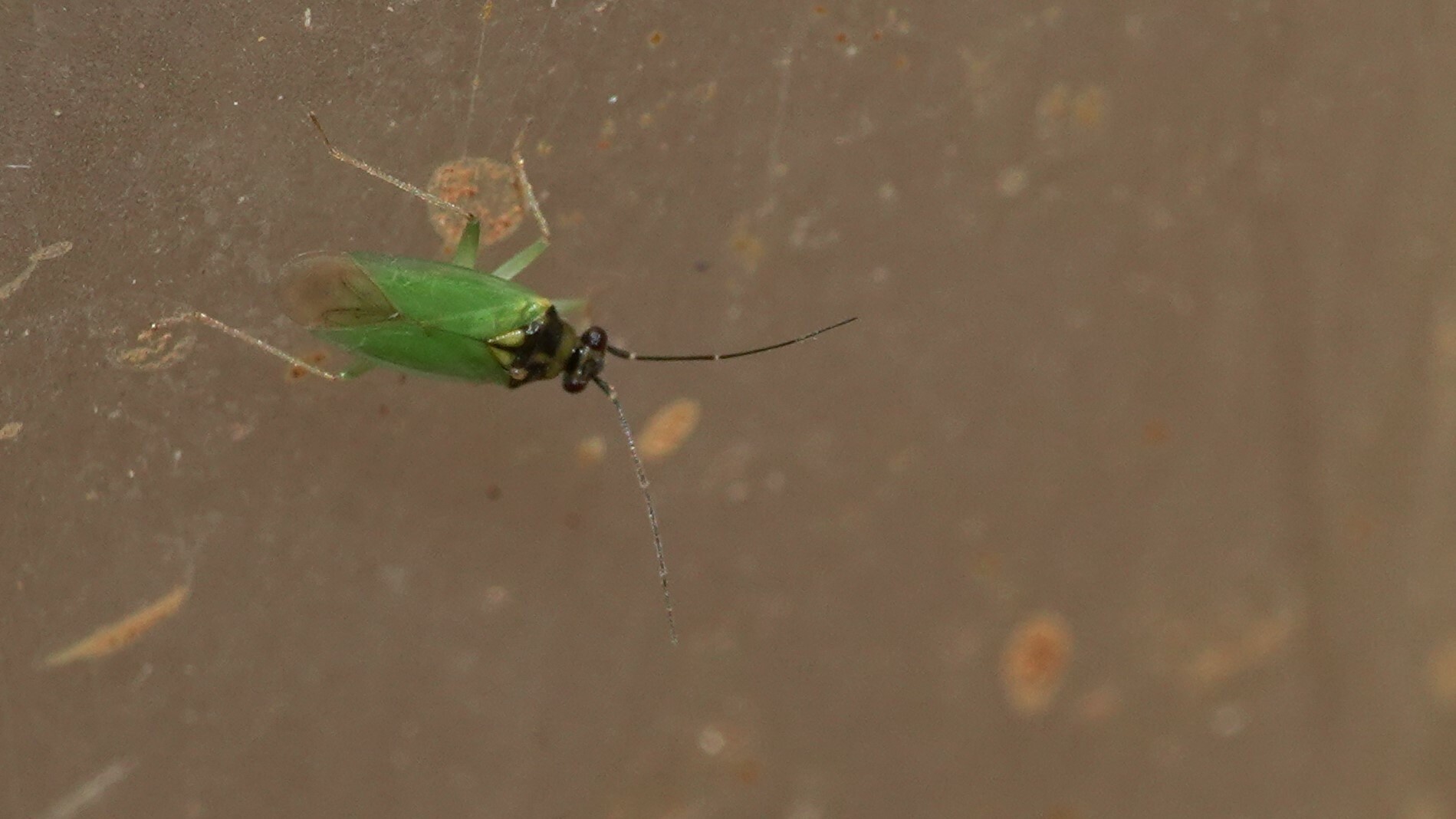 Cyrtorhinus
