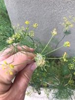 Depressaria depressana