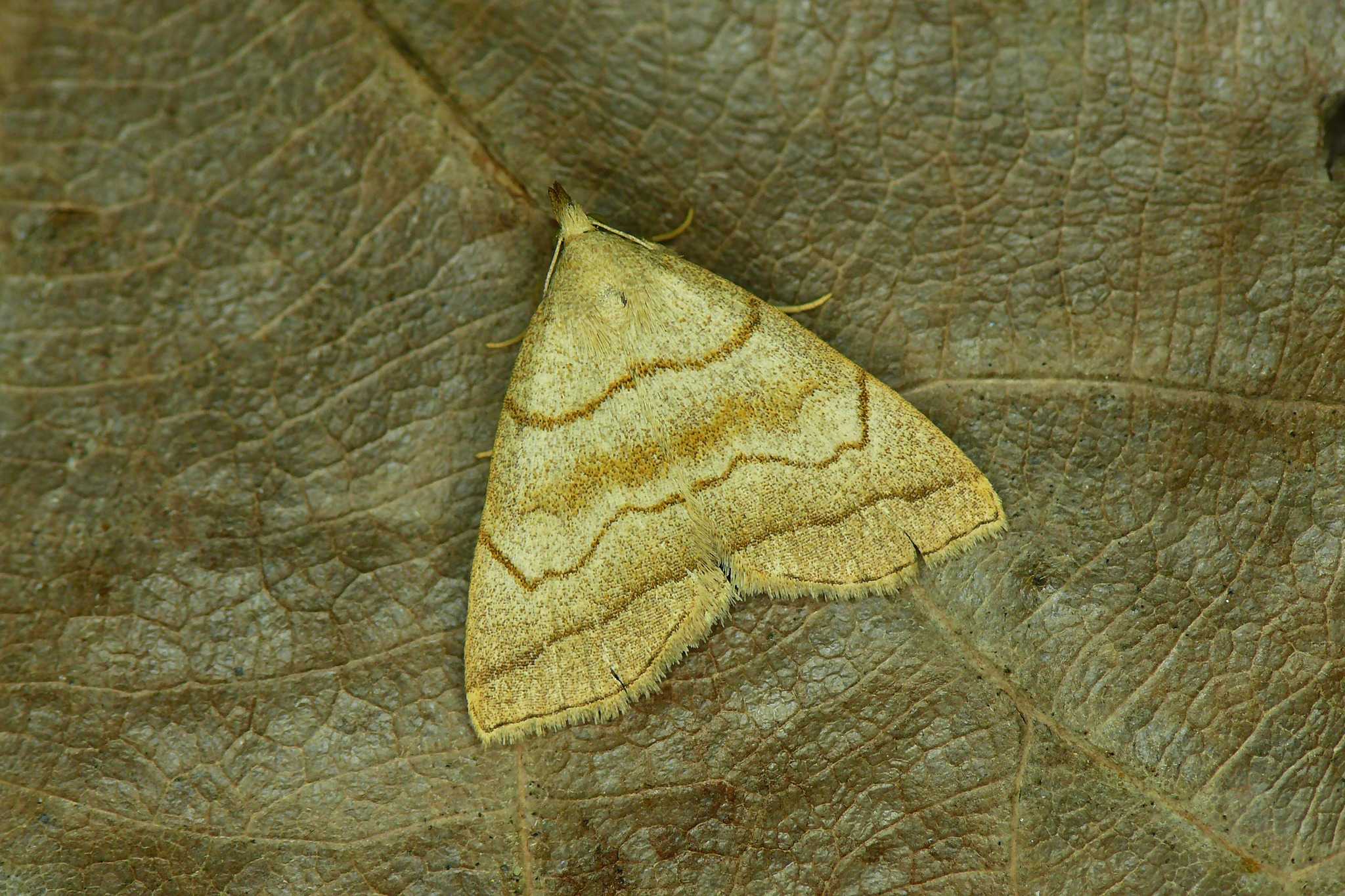 Herminia tarsicrinalis